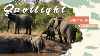 Brrr-eathtaking! Winter's arrival reveals jaw-dropping safari secrets! - Safari Spotlight #17