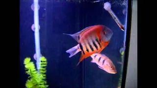 My New Severum