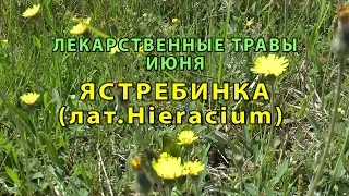 Лекарственные растения июня "Ястребинка"