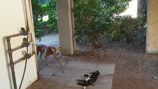 כלבי הפיטבול תוקפים חתולים ביד התשעה (תוכן קשה לצפייה).