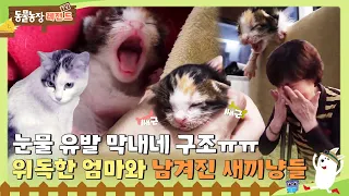 [TV 동물농장 레전드] 세상에서 가장 따듯했던 막내네 구조 3일😭 위독한 엄마와 남겨진 새끼 냥이들🐾 I TV동물농장 (Animal Farm) | SBS Story