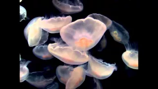 The Amazing Jelly