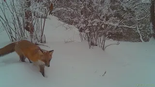 Pair of Foxes (2024-01-07, daytime, 30 seconds)
