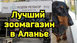 ЛУЧШИЙ ЗООМАГАЗИН В АЛАНЬЕ. Зимовка в Махмутларе. С собакой в Турцию.