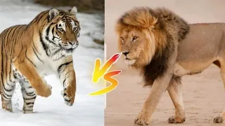Lion VS Royal Bengal Tiger | Multi Army Gaming