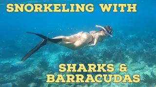 Florida Keys Snorkeling: Alligator Reef - AMAZING ENCOUNTER with a Sea Turtle: S2:E1