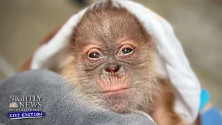 Meet the Sacramento Zoo's newest member! A baby orangutan | Nightly News: Kids Edition