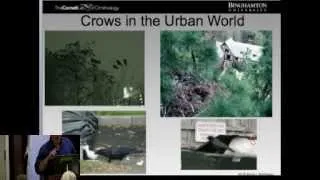 Cornell Lab: To Know the Crow