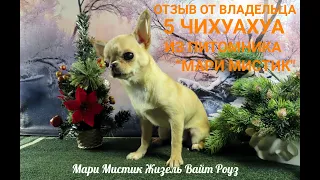 #ОТЗЫВ_о_питомнике_Мари_Мистик от владельца 5 ( ПЯТЬ ) СОБАК #чихуахуа ИЗ ПИТОМНИКА "Mary Mystic"