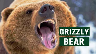 The World Of Grizzly Bears: A Journey Through Yellowstone National Park | Grizzly Country