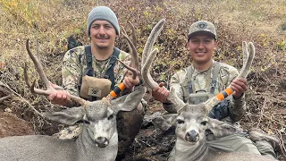 A California Mule Deer Hunt - D Zone