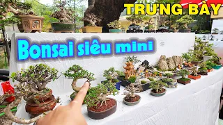 Hiếm có triển lãm trưng bày Bonsai siêu mini như ở đây