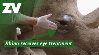 Rhino receives eye allergy treatment