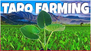 Taro Farming | How to Grow Taro at Home | Ultimate Guide to Taro Cultivation