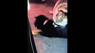 Bella the raccoon grooming her puppy part 2