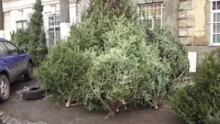 В Одесі з’явилися перші ялинкові базари