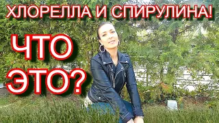 Спирулина и хлорелла. Чем отличается! Состав и полезные свойства! Spirulina! Для похудения!