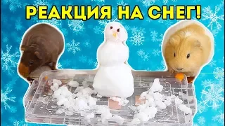 РЕАКЦИЯ НА СНЕГ! Морские свинки УВИДЕЛИ СНЕГ! SvinkiShow