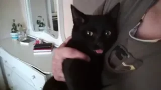 Прикольный кот показывает язык