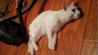 ангорский глухой кот