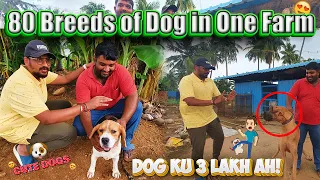 DOG ATTACKED ME 🥵..Biggest Dog Farm In Tamilnadu..!! 3 Lakhs Ku Dog Ah😍🤑 80 Breeds Of Dog 🤩