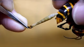 Dlaczego Pszczoły Umierają Po Użądleniu?