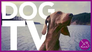 DOG TV - Beach and Forest Walking Adventure for Dogs! Virtual Dog Walk 2022