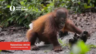 Valentino at Nyaru Menteng, Save the Orangutan 2016