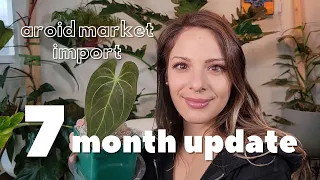 7 Month Growth Update 🌿| Aroid Market Import