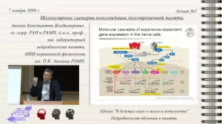 Анохин Константин - Молекулярные сценарии консолидации долговременной памяти