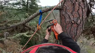 How to optimize tree limb removal: The best method.