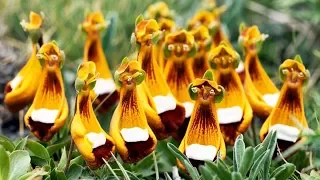 UNUSUAL FLOWERS That Looks Like Something Else!