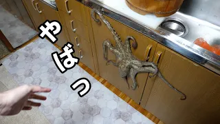 元気過ぎて台所をかけまわるマダコをしめて。ぶったぎりにしてワサビで漬け込む料理。