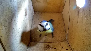 Angry bird attacks the camera