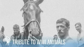 The Forgotten Army of WWI: Tribute to Animals | War Archives