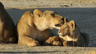 Lion Cubs with their Mother