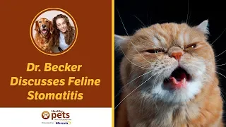 Dr. Becker Discusses Feline Stomatitis