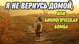 САМОВЫГУЛ: ПОСЛЕДСТВИЯ