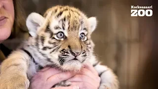 Three healthy Amur tiger cubs at Korkeasaari Zoo