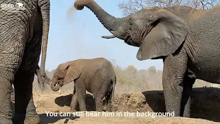 Have You Ever Wondered Why an Elephant Trumpets?