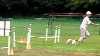 JRTCA Russell Rescue Trial - Agility (Gina & Cue)