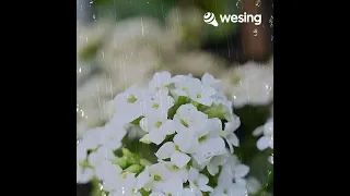 This video is from WeSing