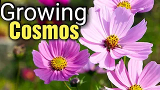 How to Grow Cosmos from Seed | Gardening for Beginners