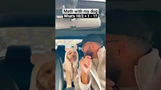 Dog solves really hard math question… 😳😳 #dogs #cockapoo #dogsofshorts