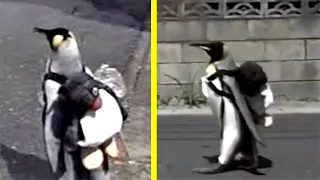 Story of Penguin LALA