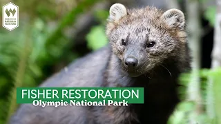 Olympic National Park on Fisher Restoration