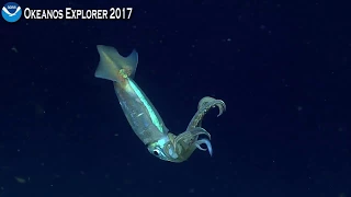 Okeanos Explorer Video Bite: Surprised Squid Squirts Ink at ROV