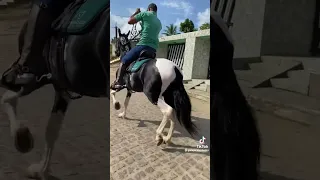 cavalo mangalarga marchador aqui tem paixão 🔰❤️