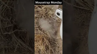 Liquid Nitrogen vs. Yellowjacket Nest