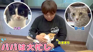 【ぜ～んぶ保護猫】家族が増えた新居でよーらいパパ大忙し♪